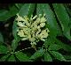 Aesculus pavia-var- flavescens